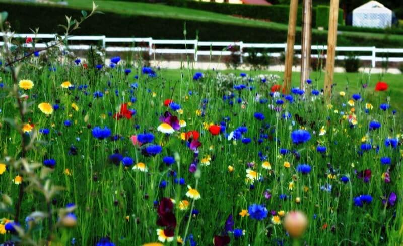 Field of flowrers